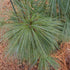 Pinus schwerinii Wiethorst