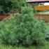 Pinus strobus Radiata