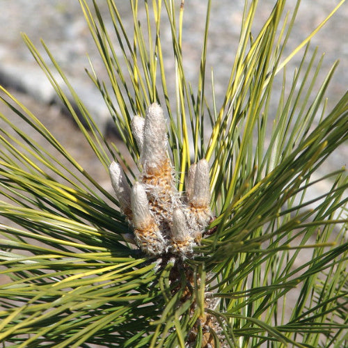 Pinus thunbergii Ogon