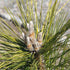 Pinus thunbergii Ogon