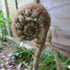 Polystichum setiferum Dahlem