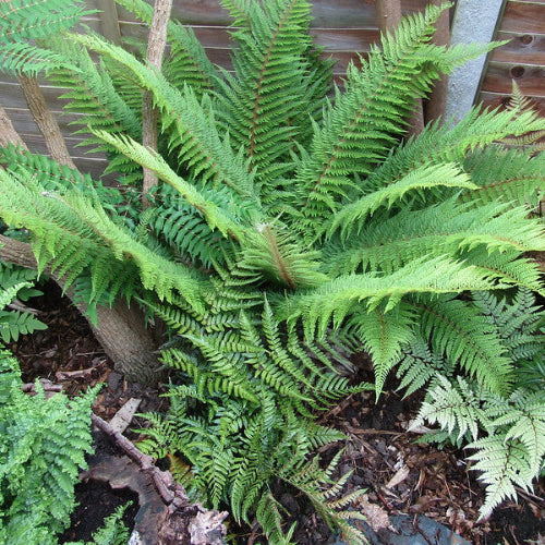 Polystichum setiferum Dahlem