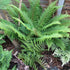 Polystichum setiferum Dahlem