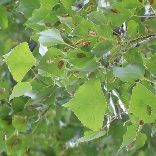 Populus nigra - Black Poplar