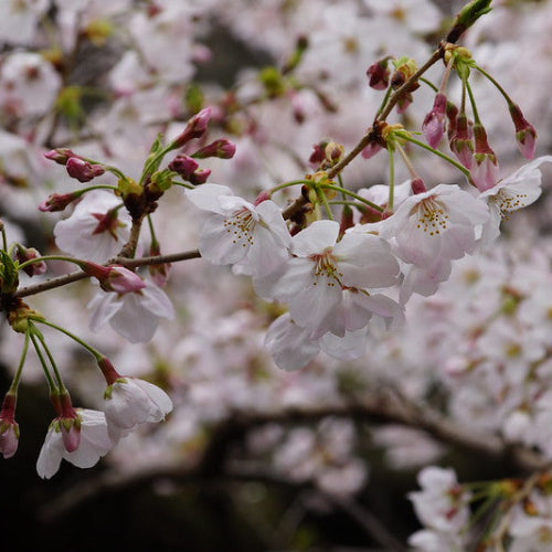 Prunus x subhirtella Pandora