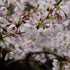 Prunus x subhirtella Pandora