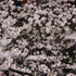 Prunus x subhirtella Pandora
