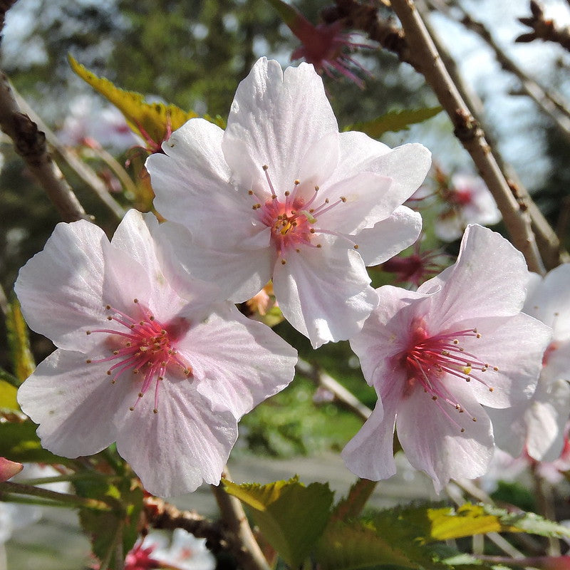 Prunus nipponica Brillant