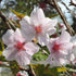 Prunus nipponica Brillant