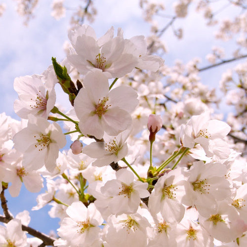 Prunus x subhirtella Pandora