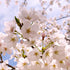 Prunus x subhirtella Pandora