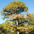 Pseudolarix amabilis