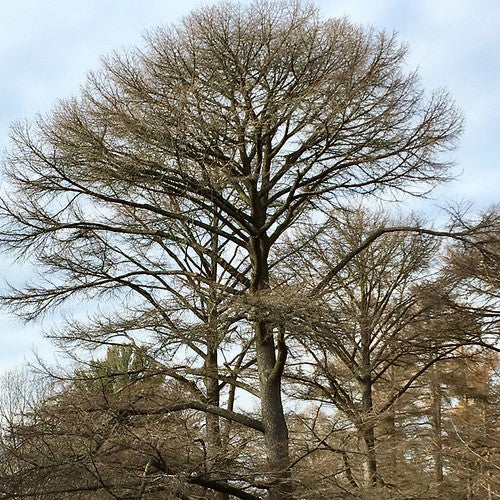 Pseudolarix amabilis