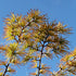 Pseudolarix amabilis