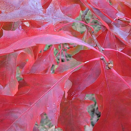 Quercus coccinea
