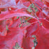 Quercus coccinea