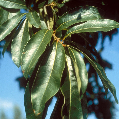 Quercus imbricaria - Shingle Oak