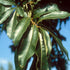 Quercus imbricaria - Shingle Oak