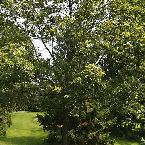 Quercus imbricaria - Shingle Oak