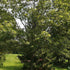 Quercus imbricaria - Shingle Oak
