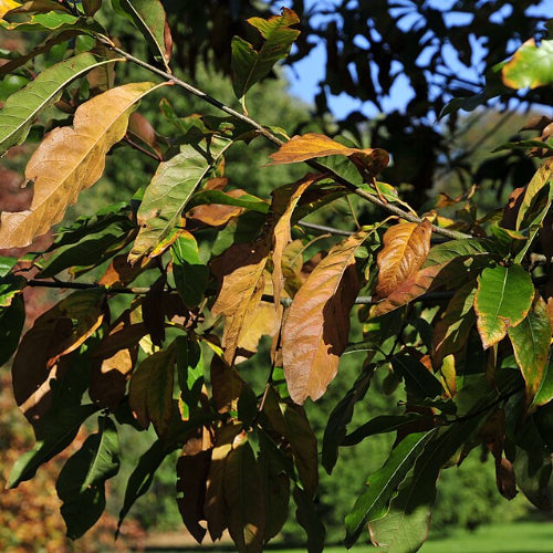 Quercus imbricaria - Shingle Oak