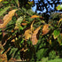 Quercus imbricaria - Shingle Oak