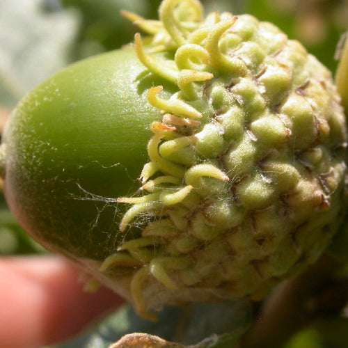 Quercus macrocarpa