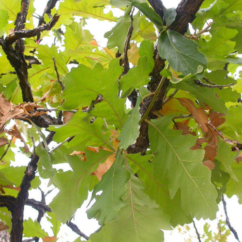 Quercus macrocarpa