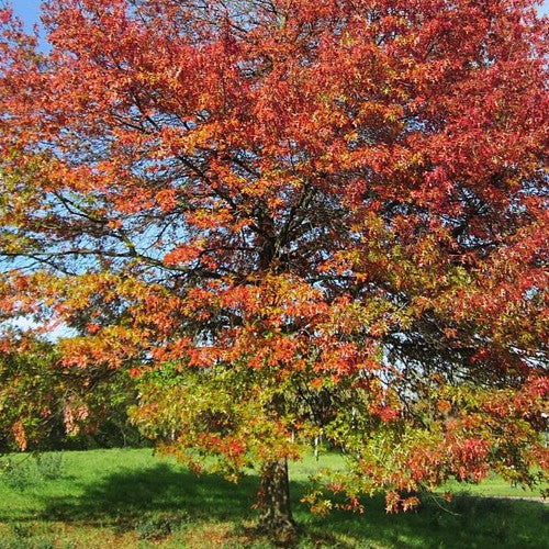 Quercus coccinea