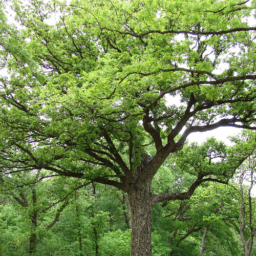 Quercus macrocarpa