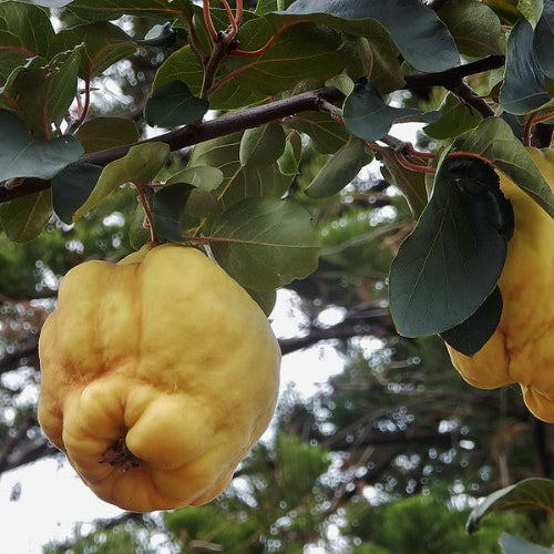 Quince Champion