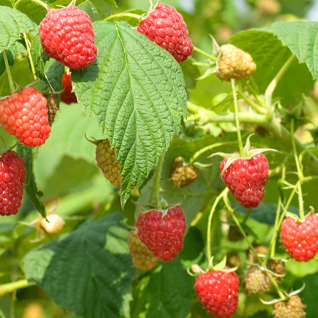 Raspberry Polana - Autumn Fruiting
