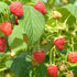 Raspberry Polana - Autumn Fruiting