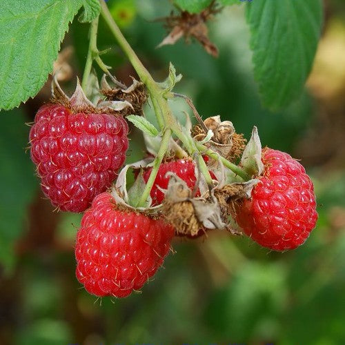 Raspberry Veten - Summer Fruiting