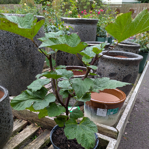 Raspberry Hararasp (Tree Raspberry)
