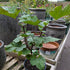 Raspberry Hararasp (Tree Raspberry)