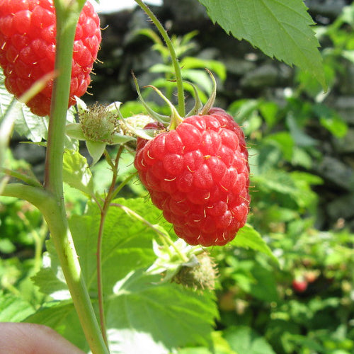 Raspberry Hararasp (Tree Raspberry)