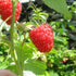 Raspberry Hararasp (Tree Raspberry)