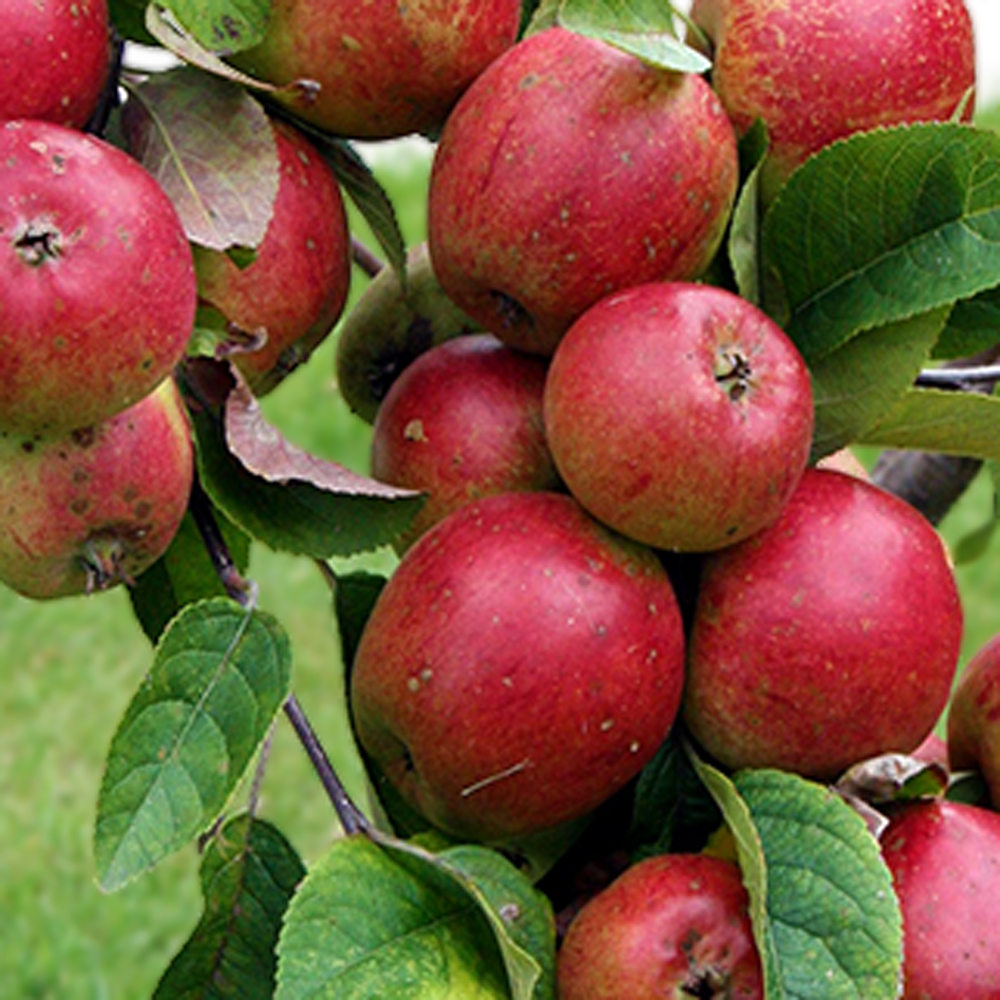 Apple Red Brandy