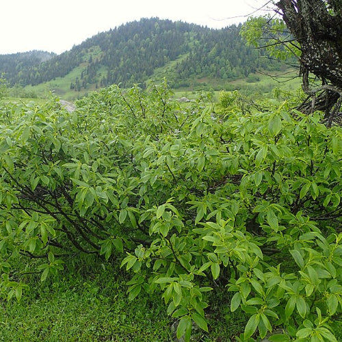 Rhamnus imeretina