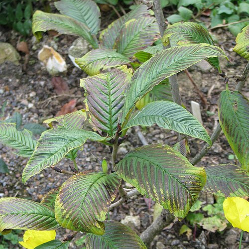 Rhamnus imeretina
