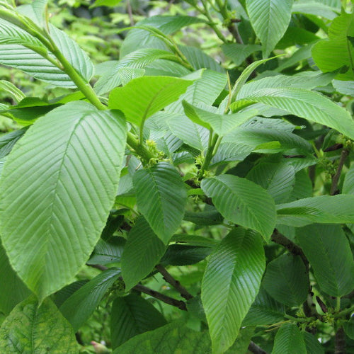 Rhamnus imeretina