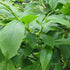 Rhamnus imeretina