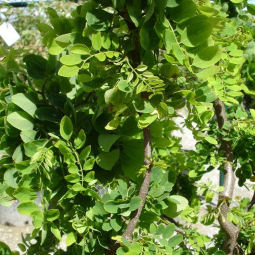 Robinia pseudoacacia Lace Lady