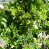 Robinia pseudoacacia Lace Lady
