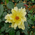 Rosa Golden Showers - Climbing Rose