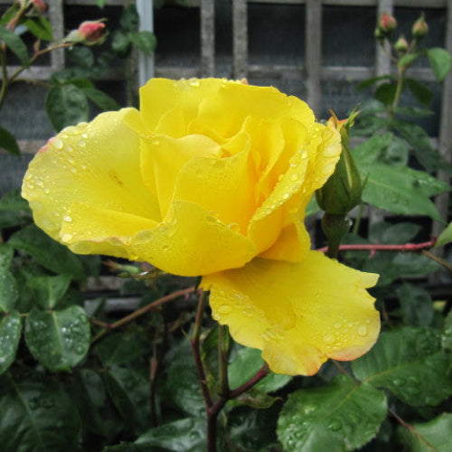 Rosa Golden Showers - Climbing Rose