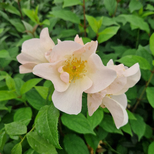 Rosa Sally Holmes -  Shrub Rose
