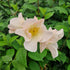 Rosa Sally Holmes -  Shrub Rose