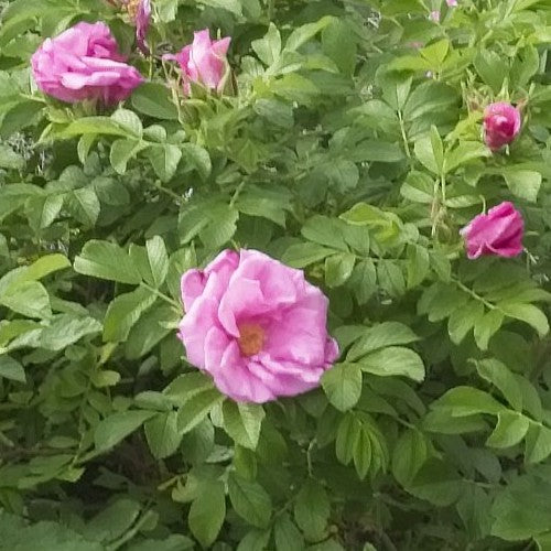 Rosa Zwerg (Admiration) - Rugosa Rose